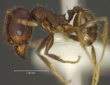 Media type: image;   Entomology 34178 Aspect: habitus lateral view